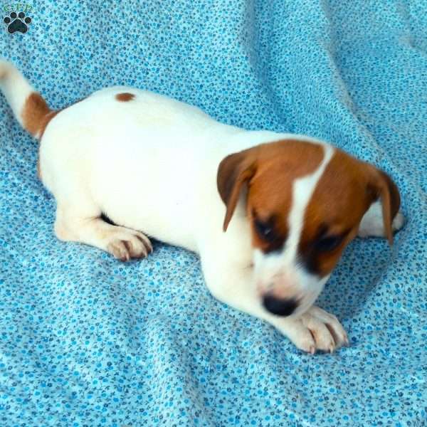 Sparkles, Jack Russell Mix Puppy